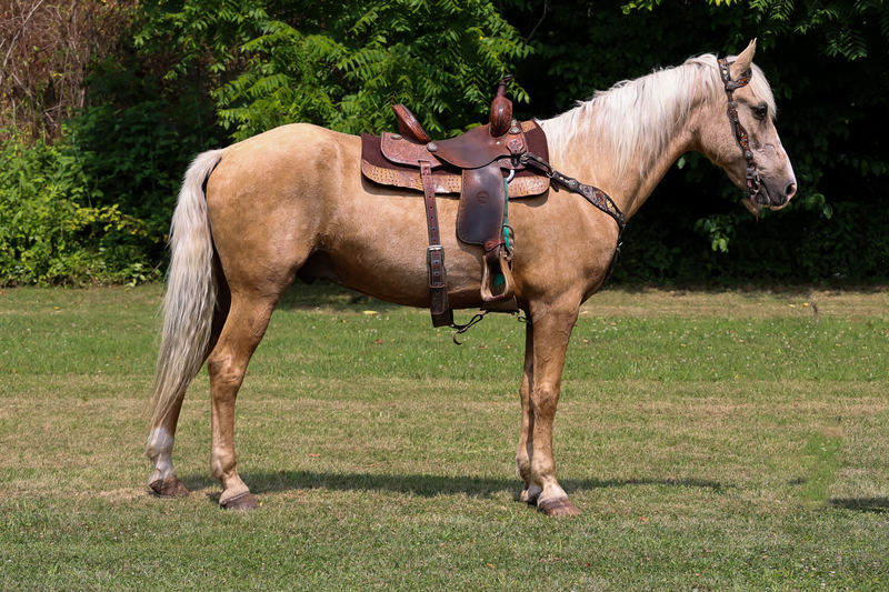 GRANNY, YOUTH, AND BEGINNER SAFE PALOMINO KENTUCKY MOUNTAIN GELDING, SUPER SMOOTH AND GENTLE, HONEST AND SAFE