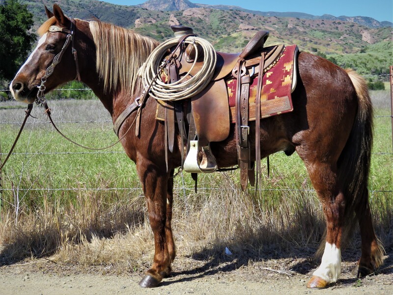 10 YEAR OLD 13.1 HAND LIVER CHESNUT PONY