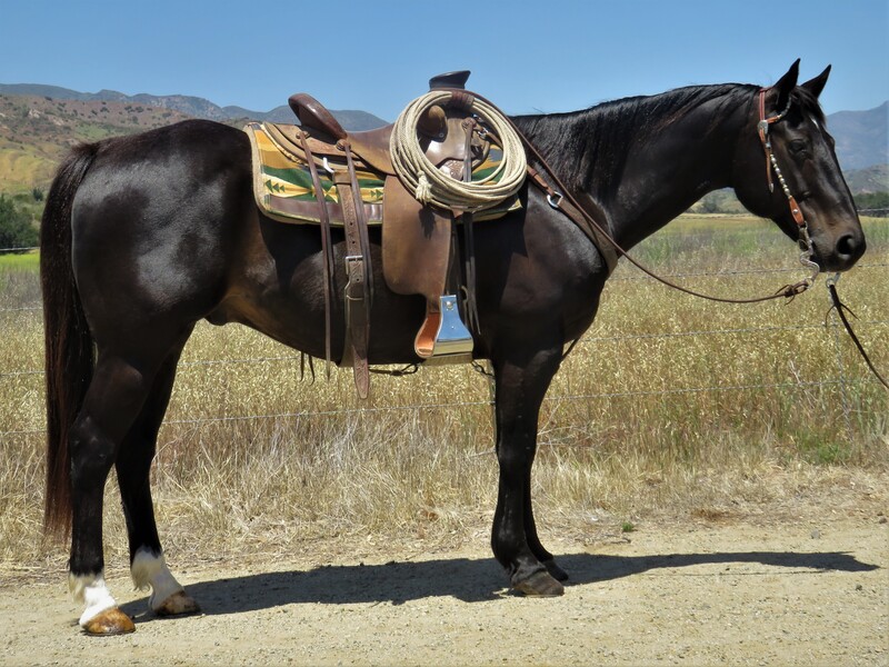 12 YEAR OLD 15 HAND BLACK GELDING **VIDEO**