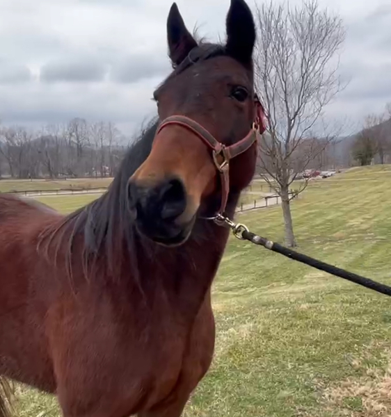 15.1H Novice Safe Family Trail Horse 