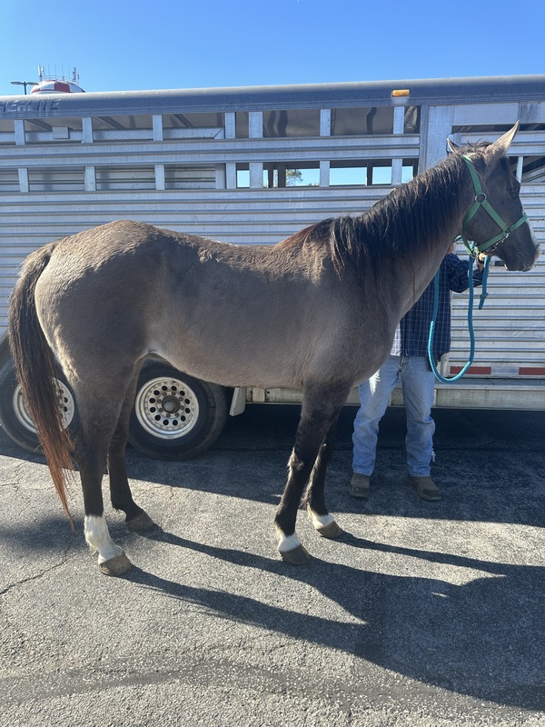 15H Gorgeous Grulla Trail Horse 