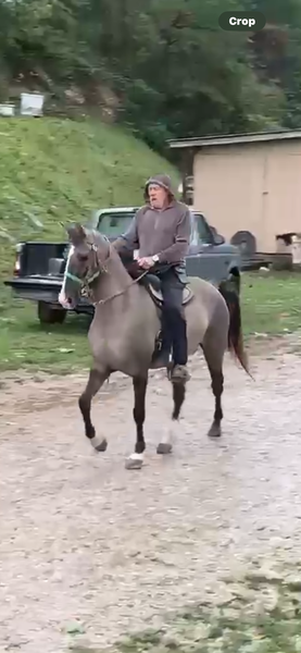 15H Gorgeous Grulla Trail Horse 