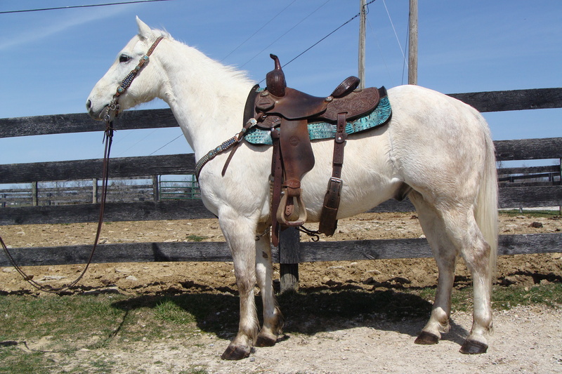 Handy & Fun To Ride Dapple Gray Quarter Horse Gelding, Ropes, Runs 