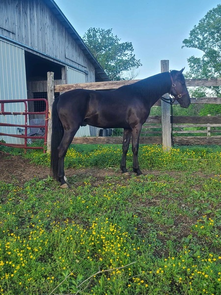 14.3 Smooth Gaited Trail Horse 