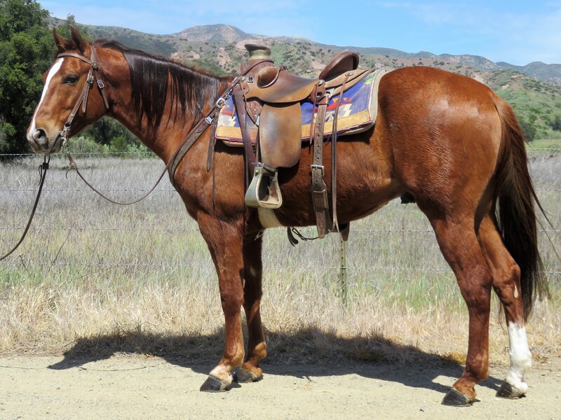 8 YEAR OLD 15.2 HAND SORREL GELDING