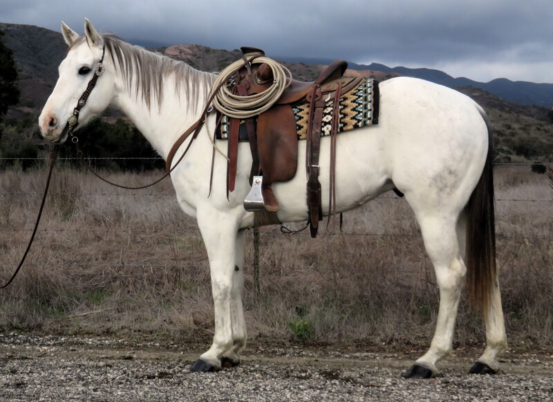 10 YEAR OLD 15.2+ HAND GREY GELDING