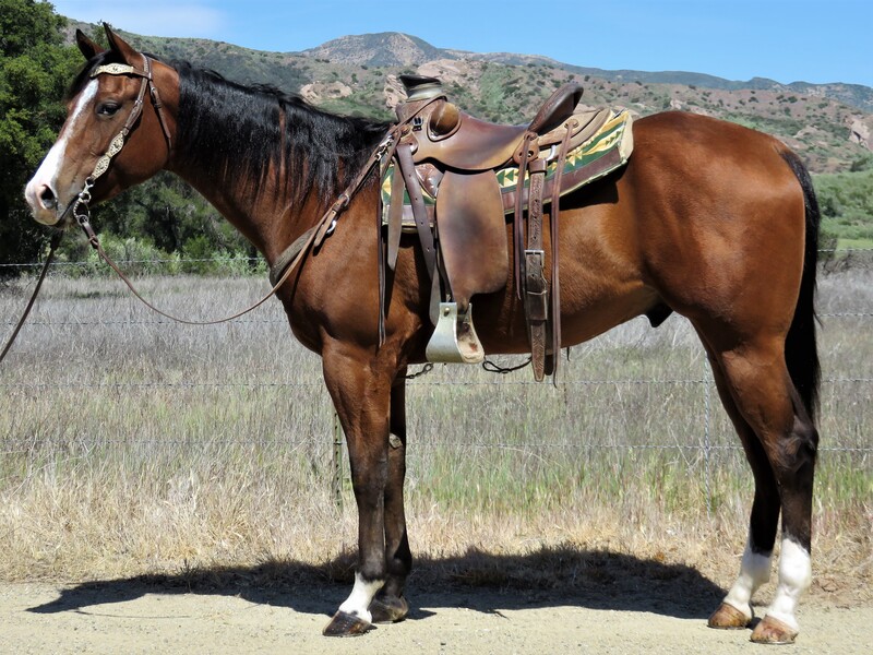 4 YEAR OLD 16 HAND BAY GELDING