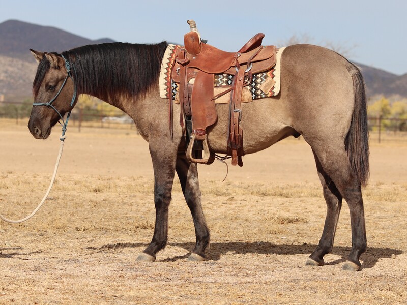 AQHA GRULLO GELDING