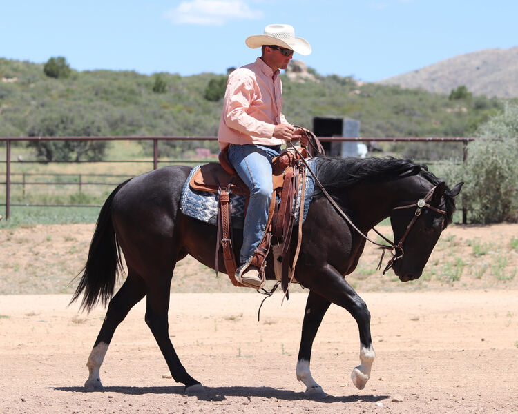 Gorgeous, Sweet and Broke 3 Year Old AQHA Black Mare