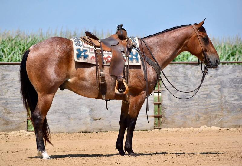 5 YEAR OLD 15.1 HAND BAY ROAN GELDING