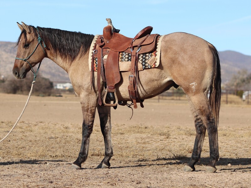 ATHLETIC, TALENTED AQHA RANCH/ROPE HORSE PROSPECT