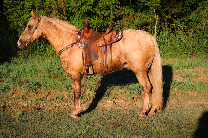 VERY SAFE, EASY TO RIDE, SUPER SMOOTH PALOMINO FOX TROTTER GELDING, TRAIL RIDES, CHECK CATTLE 