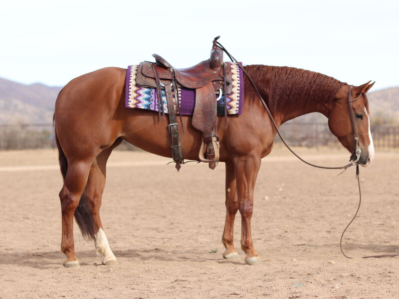 4 Year Old AQHA Mare by Wimpys Little Colonel