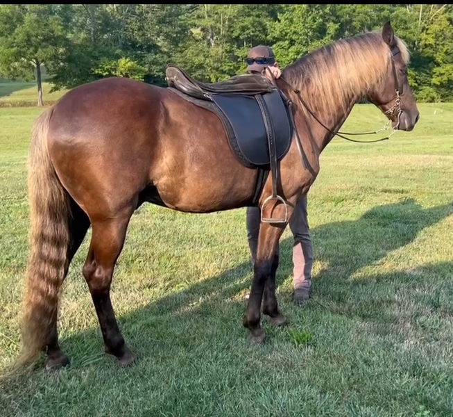 15.3 Beautiful Chocolate Trail/Show Horse 