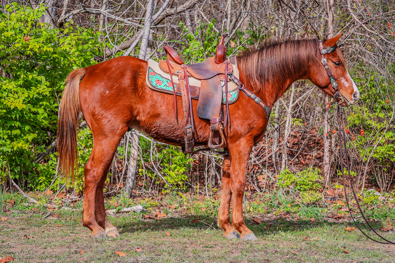 GENTLE SORREL QUARTER HORSE GELDING, YOUTH RIDDEN, QUIET NATURED 