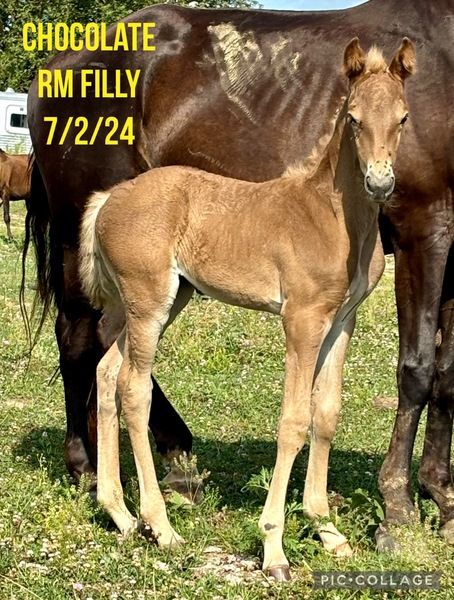  Well Bred  Chocolate Weanling Filly