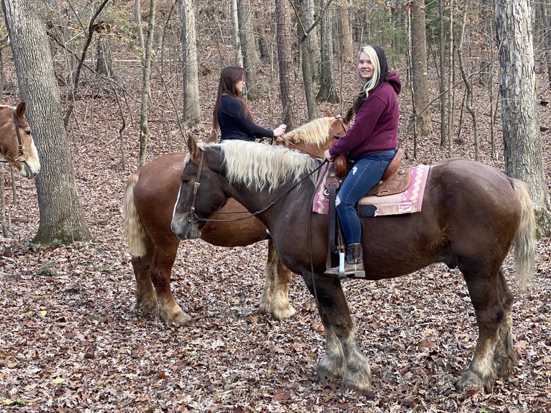 Beginner safe ride & drive draft gelding 