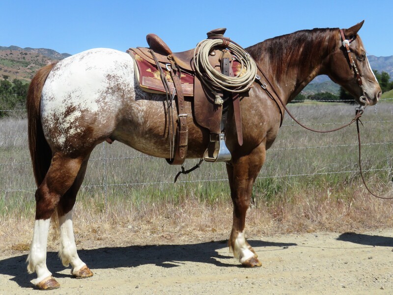 7 YEAR OLD 15 HAND APPY GELDING