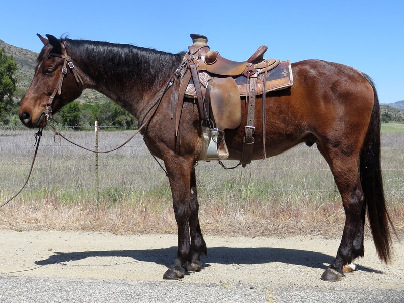 11 YEAR OLD 15.3 HAND BAY ROAN GELDING