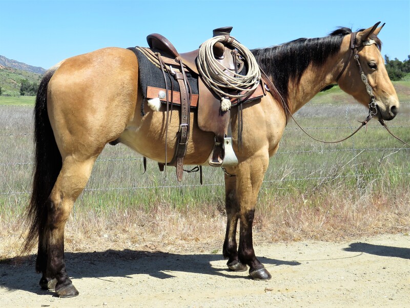 4 YEAR OLD 15.1 HAND BUCKSKIN GELDING