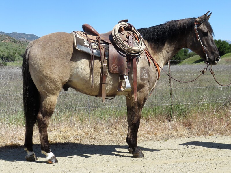 7 YEAR OLD 15+ HAND GRULLA GELDING