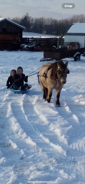 36" Sweet Riding & Driving Buckskin 