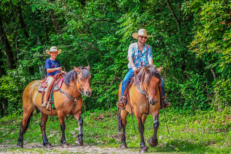 EXTRA GENTLE TEAM OF FJORD QUARTER HORSE CROSSBRED MARES, FULL SISTERS, RIDE AND DRIVE, SAFE AND CALM