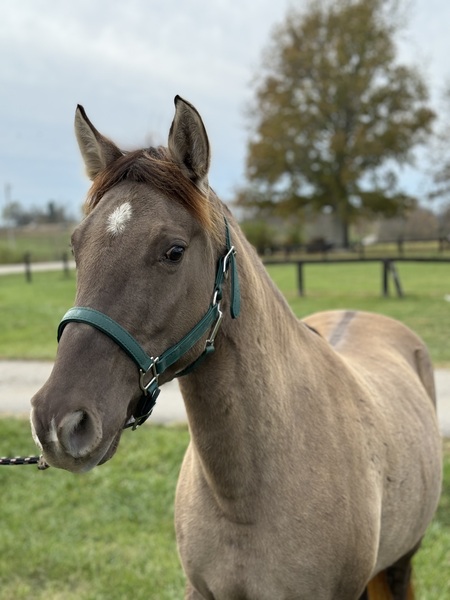 14.2 Gorgeous Novice Safe Grulla