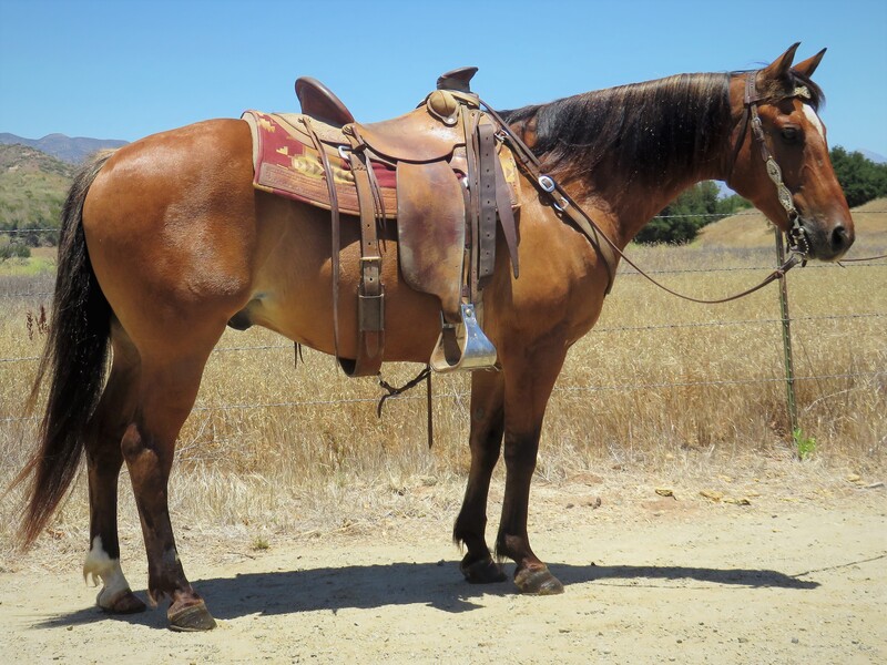 11 YEAR OLD 14.3 HAND DUNN GELDING **VIDEO**