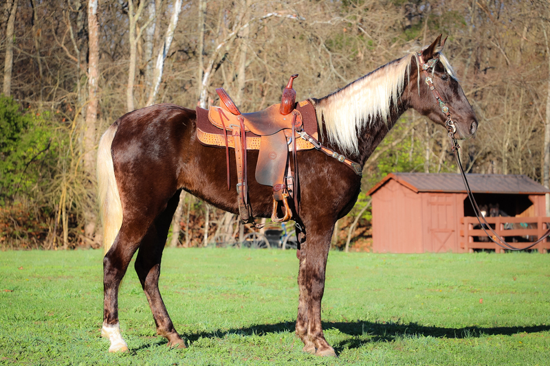 FANCY RARE COLORED REGISTERED TENNESSEE WALKER MARE, SUPER SMOOTH AND FUN 