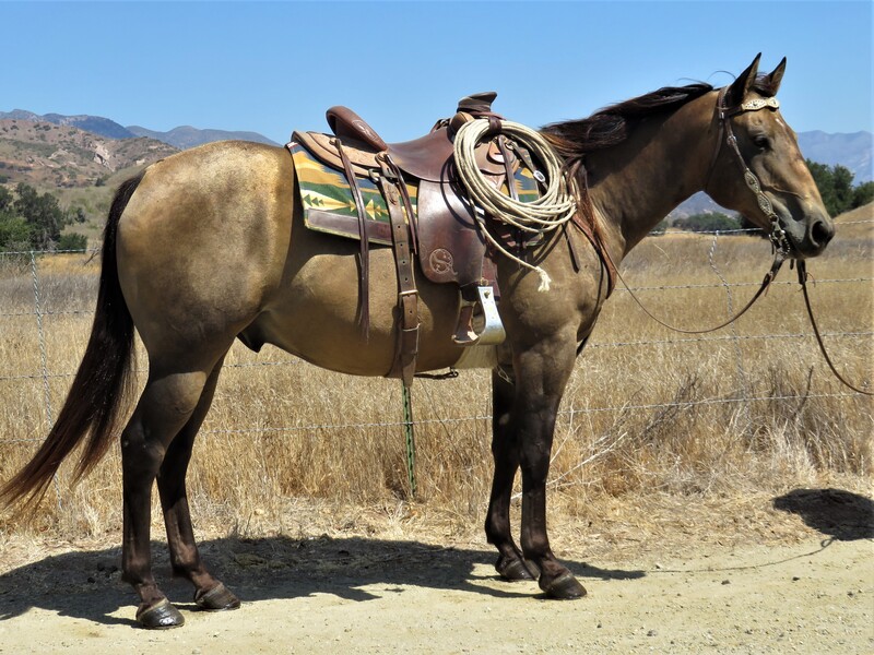 8 YEAR OLD 15 HAND BUCKSKIN GELDING