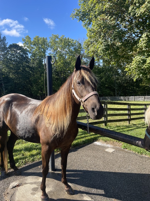 Stunning Well Gaited Neck Reining Trail Horse