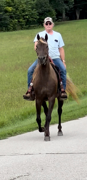 Stunning Well Gaited Easy To Ride Trail Horse