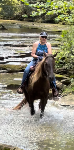 Stunning Well Gaited Easy To Ride Trail Horse