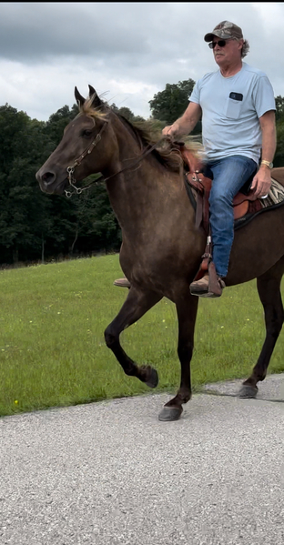 Stunning Well Gaited Neck Reining Trail Horse