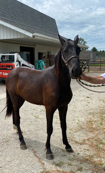 Beautiful Black Coming 2 Gelding 