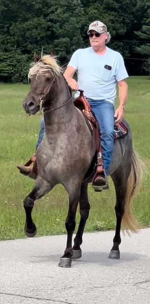 Easy To Ride Chocolate Roan Trail Horse