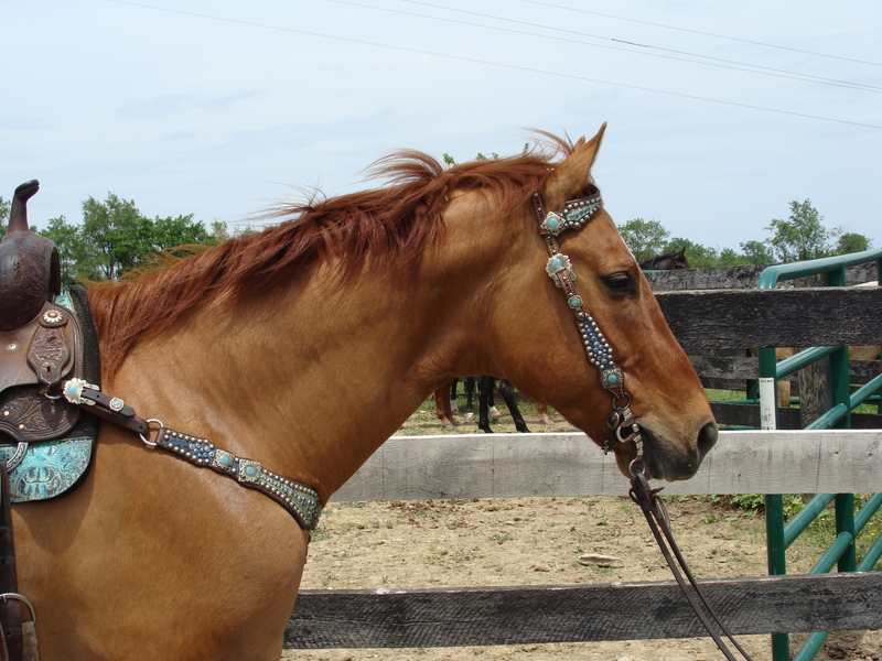 BEGINNER AND YOUTH SAFE AQHA RED DUN GELDING, HOLLYWOOD DUN IT on ...