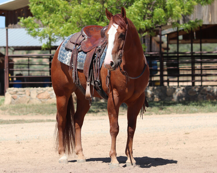 AQHA Reining/Ranch Riding/ Trail Gelding