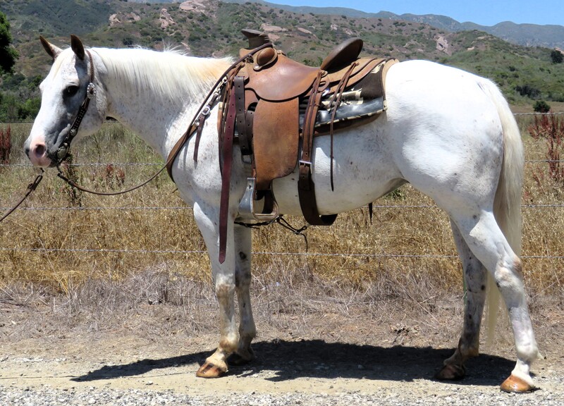 8 YEAR OLD 14.2 HAND APPY GELDING