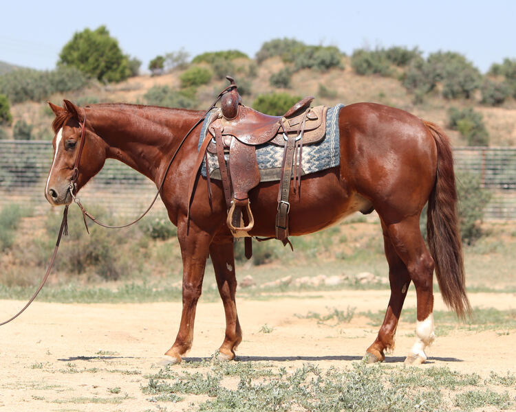 AQHA/APHA Reiner/Ranch Rider/Rope Horse