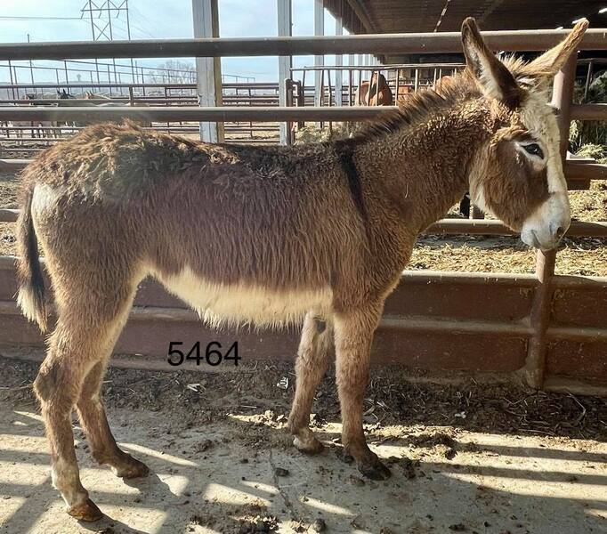 5464 Cute Young Jenny Donkey APPROX 23YO For Sale in Goodhue