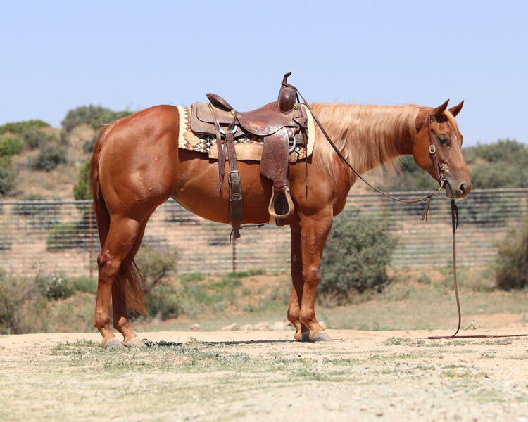 2019 AQHA Reining/Ranch Riding/Trail Mare
