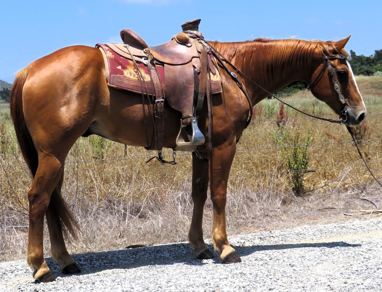 12 YEAR OLD 15.2 HAND SORREL GELDING