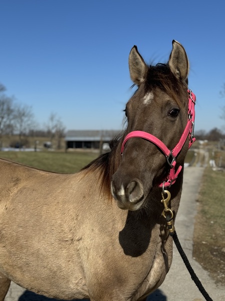 14.2 Multi Talented Novice Sale Trail Horse!