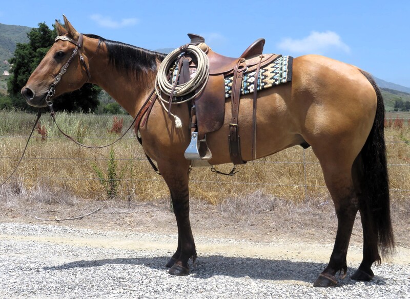 10 YEAR OLD 15.3 HAND DUNN GELDING