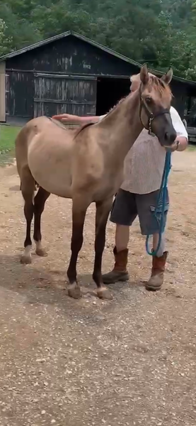 Flashy Grulla Colt