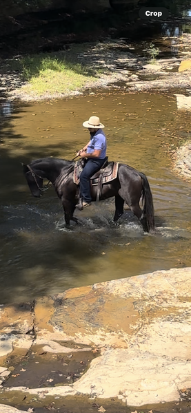 Seasoned Trail Horse Deluxe