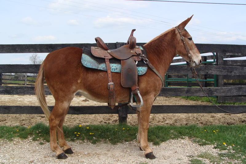 BEGINNER FRIENDLY SORREL MOLLY MULE, SAFE AND GENTLE For Sale in ...