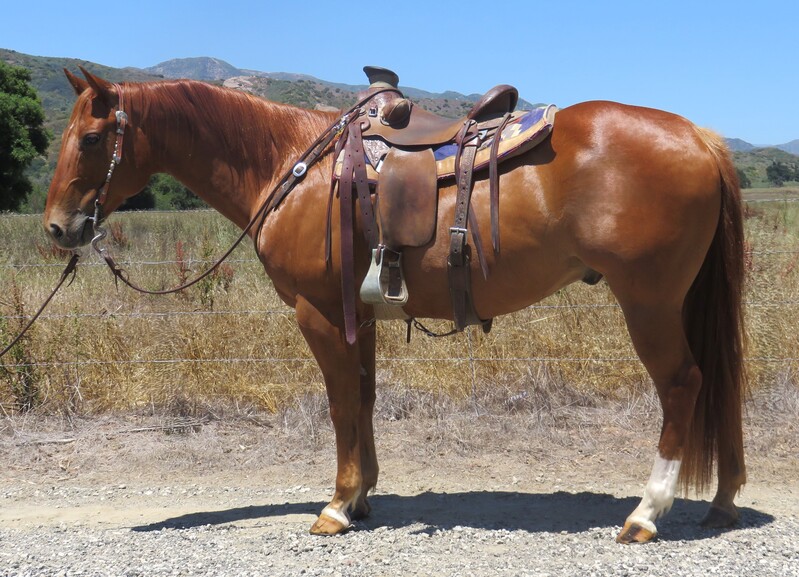 9 YEAR OLD 15 HAND SORREL GELDING